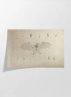 Anatomy: Plate No. 23