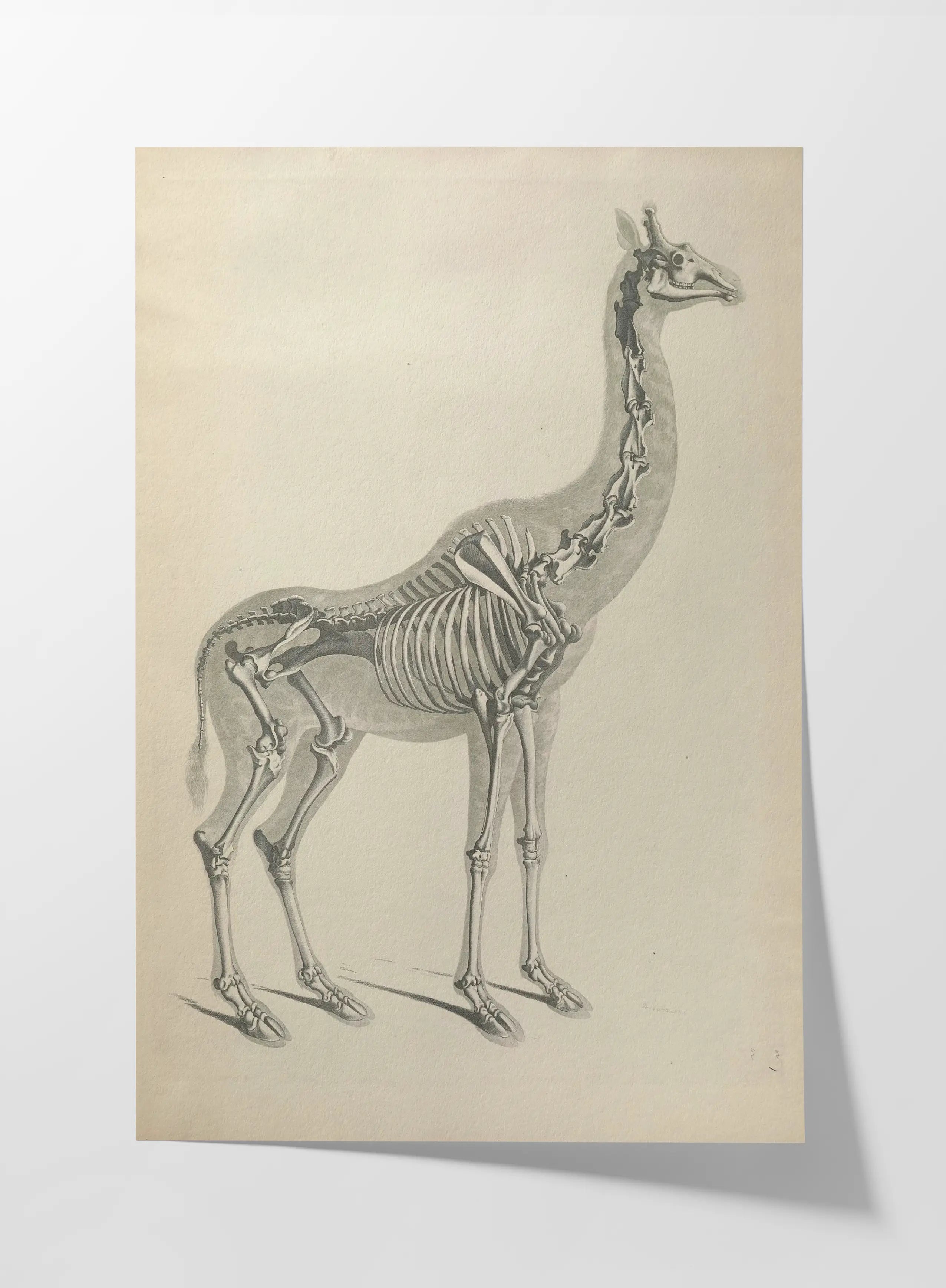 Anatomy: Plate No. 24