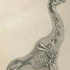 Anatomy: Plate No. 24