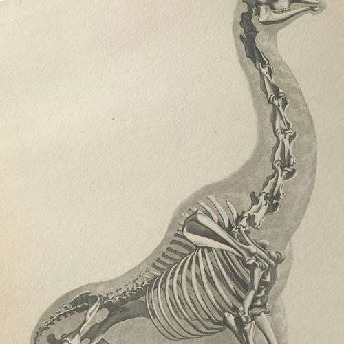 Anatomy: Plate No. 24
