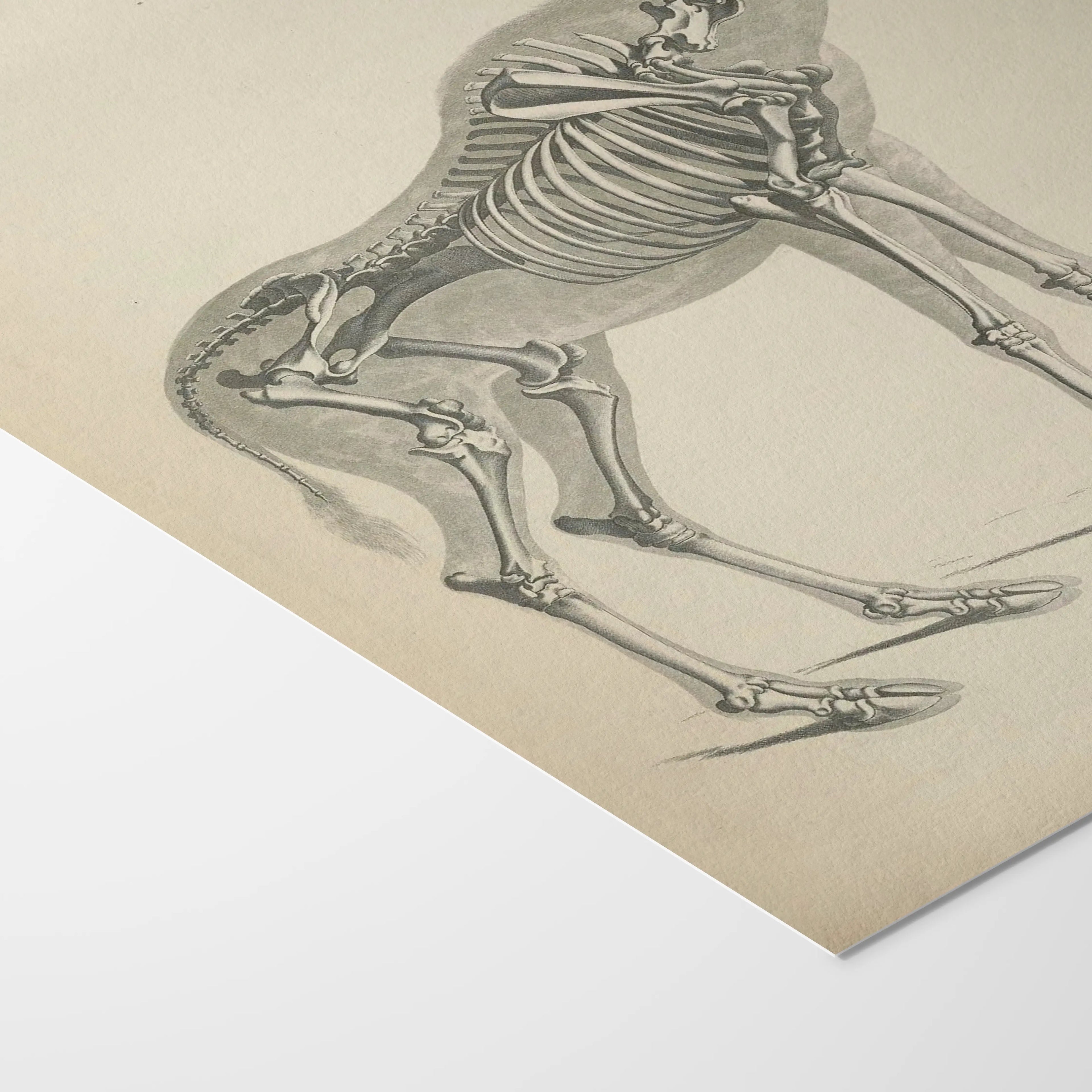 Anatomy: Plate No. 24