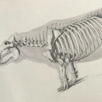 Anatomy: Plate No. 25