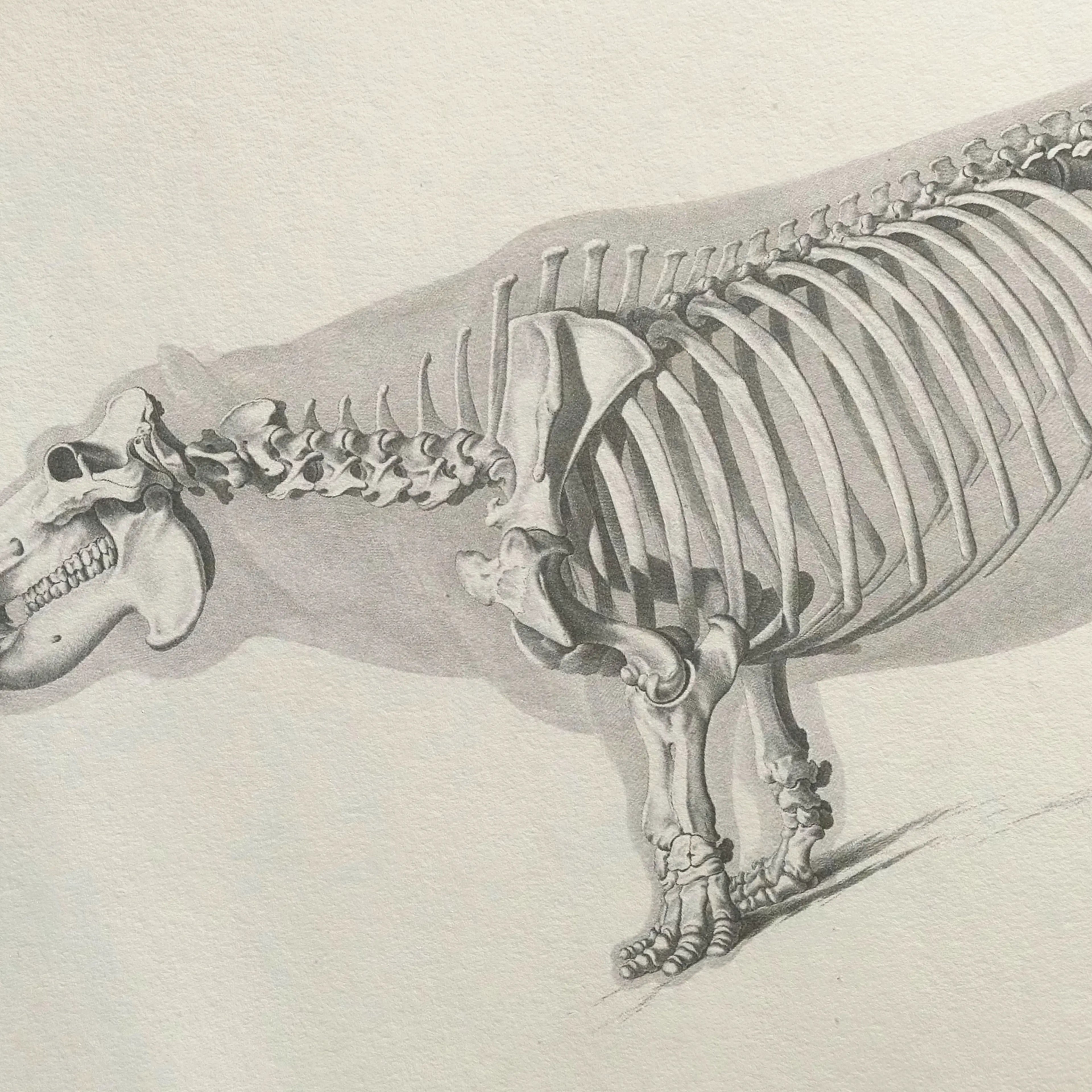 Anatomy: Plate No. 25