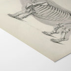 Anatomy: Plate No. 25