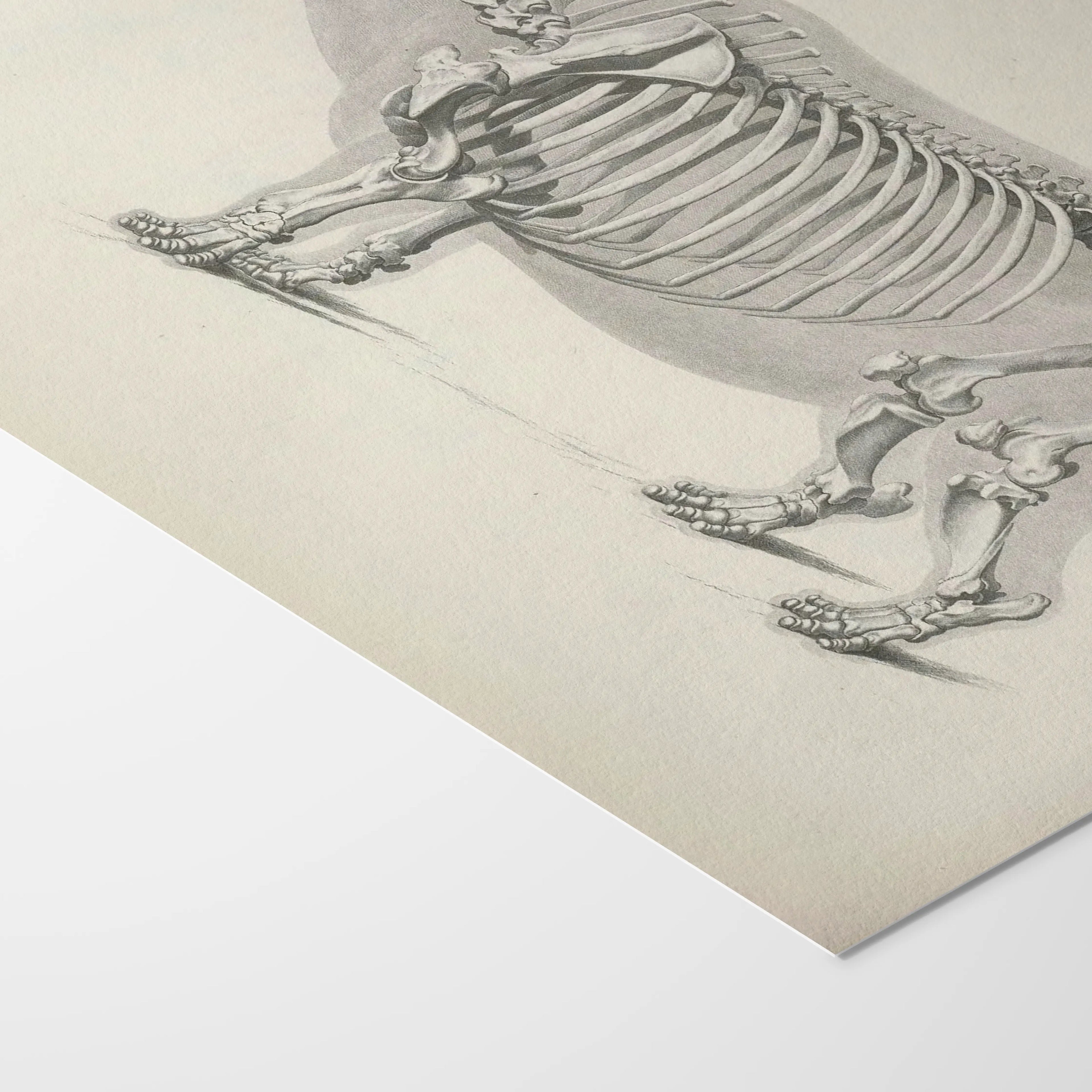 Anatomy: Plate No. 25