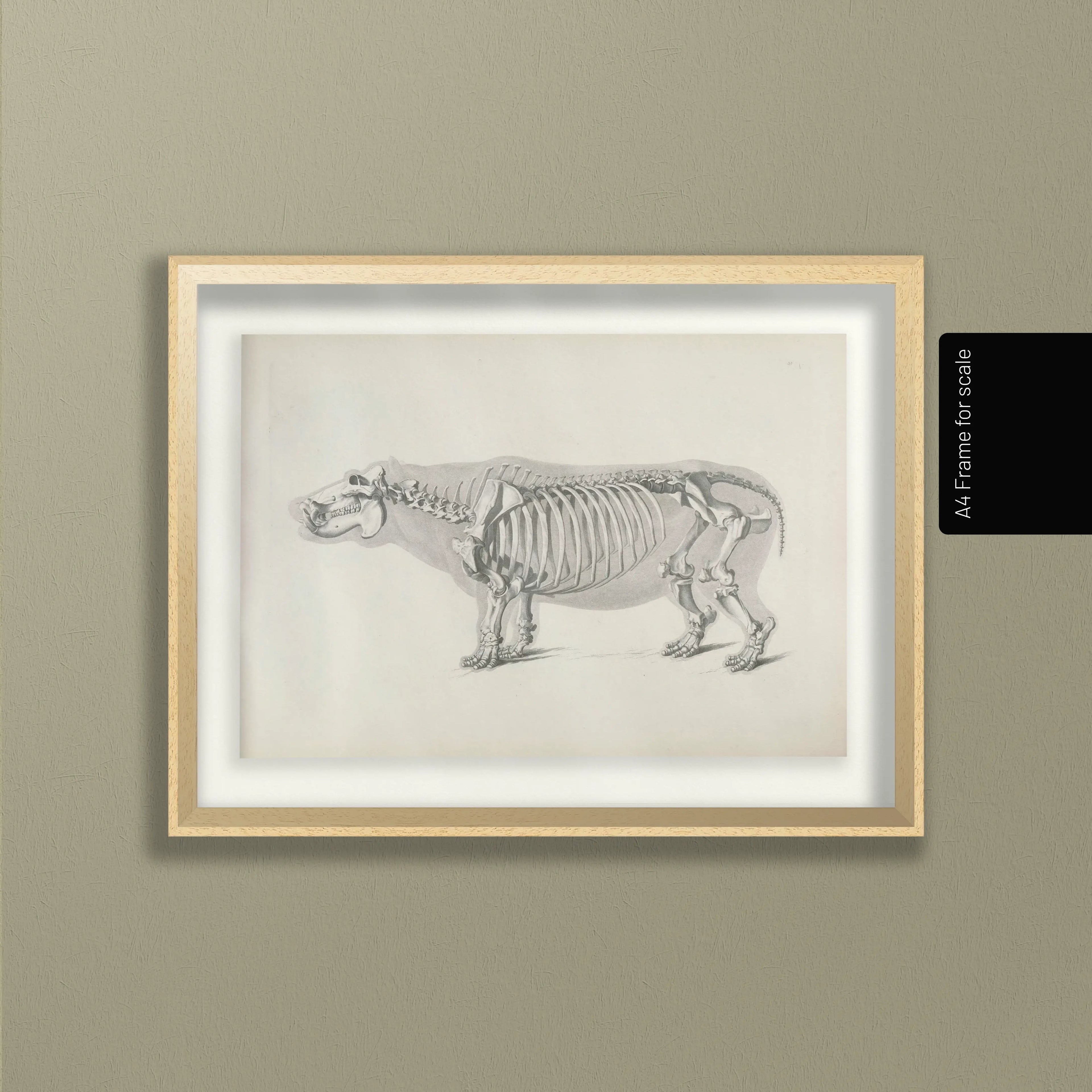 Anatomy: Plate No. 25