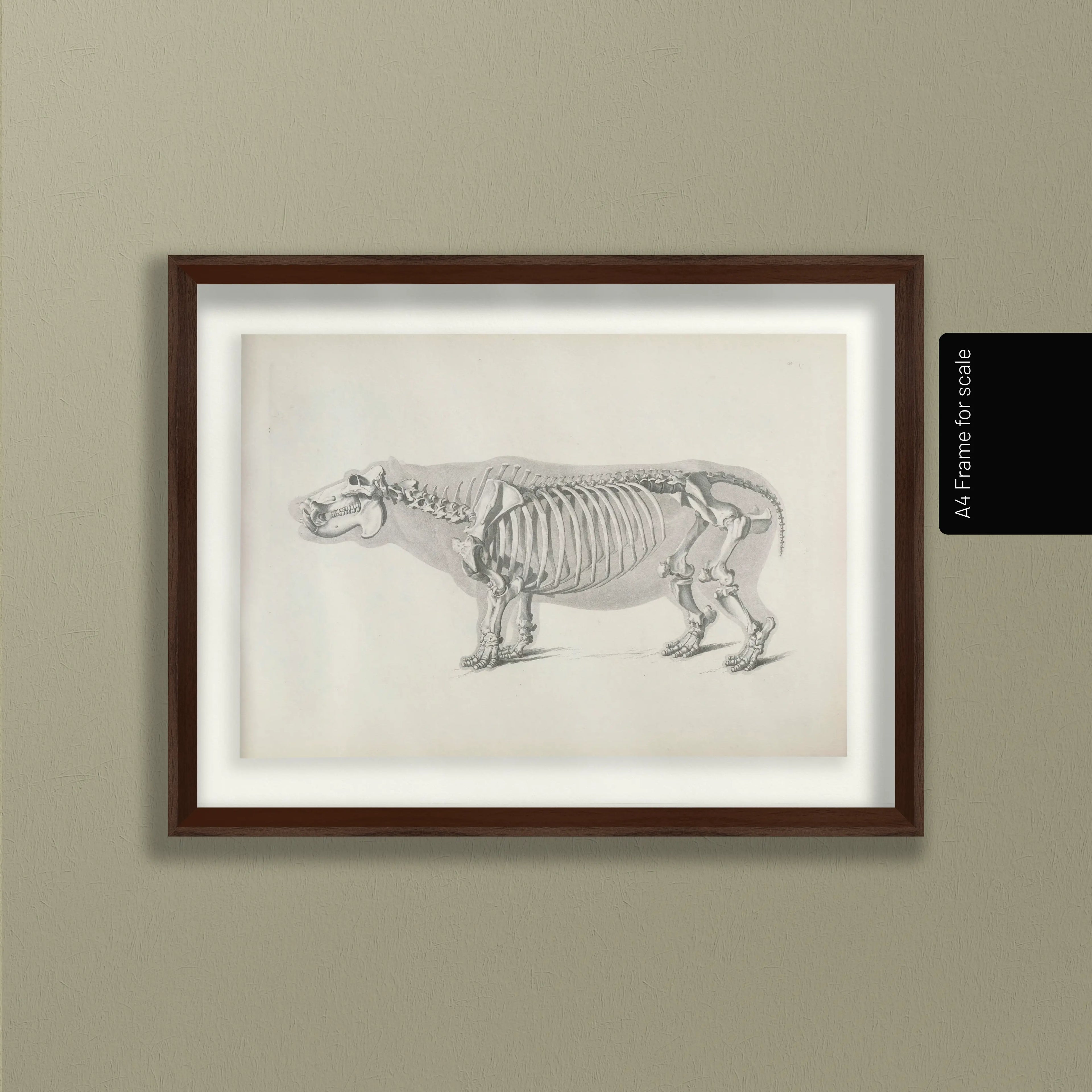 Anatomy: Plate No. 25