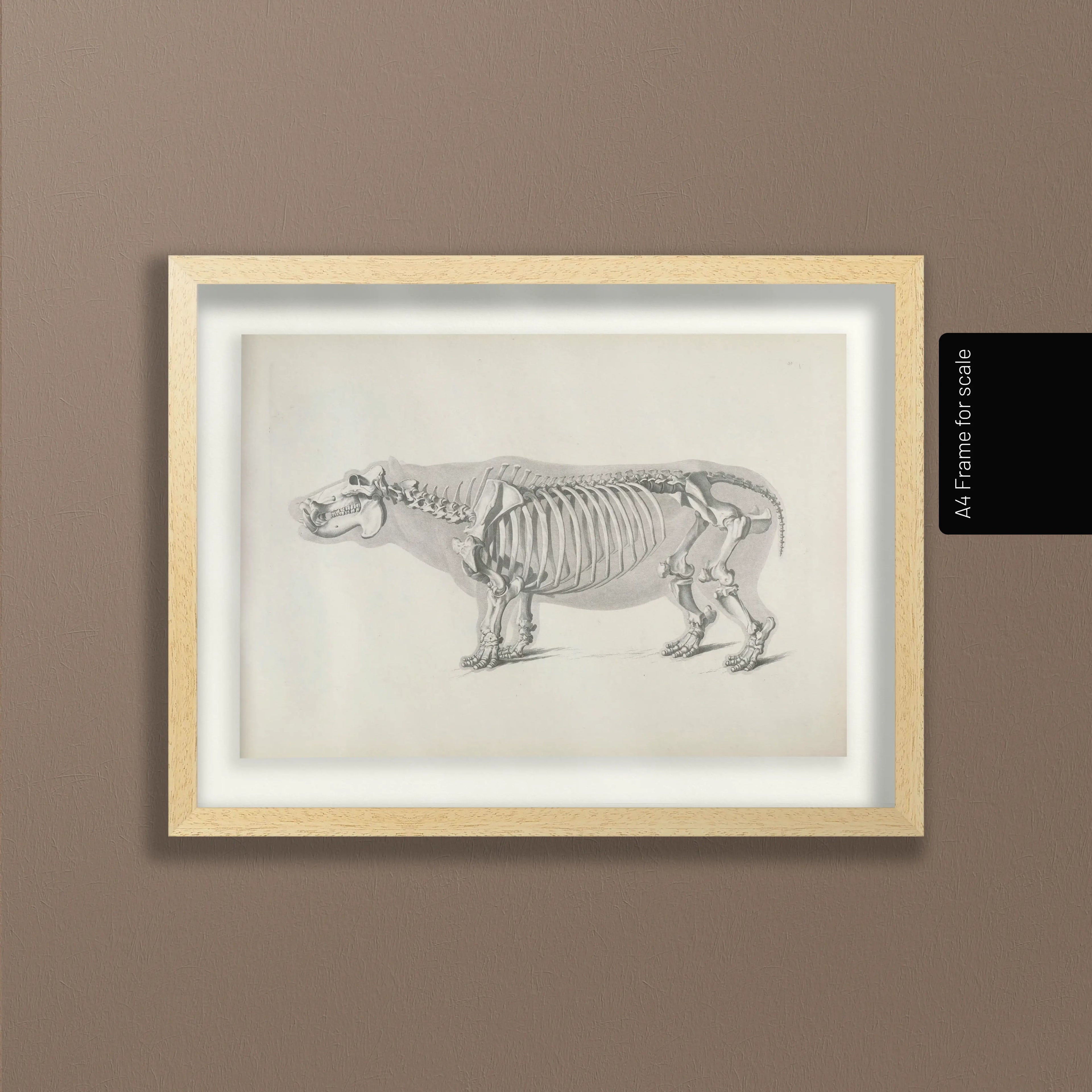 Anatomy: Plate No. 25