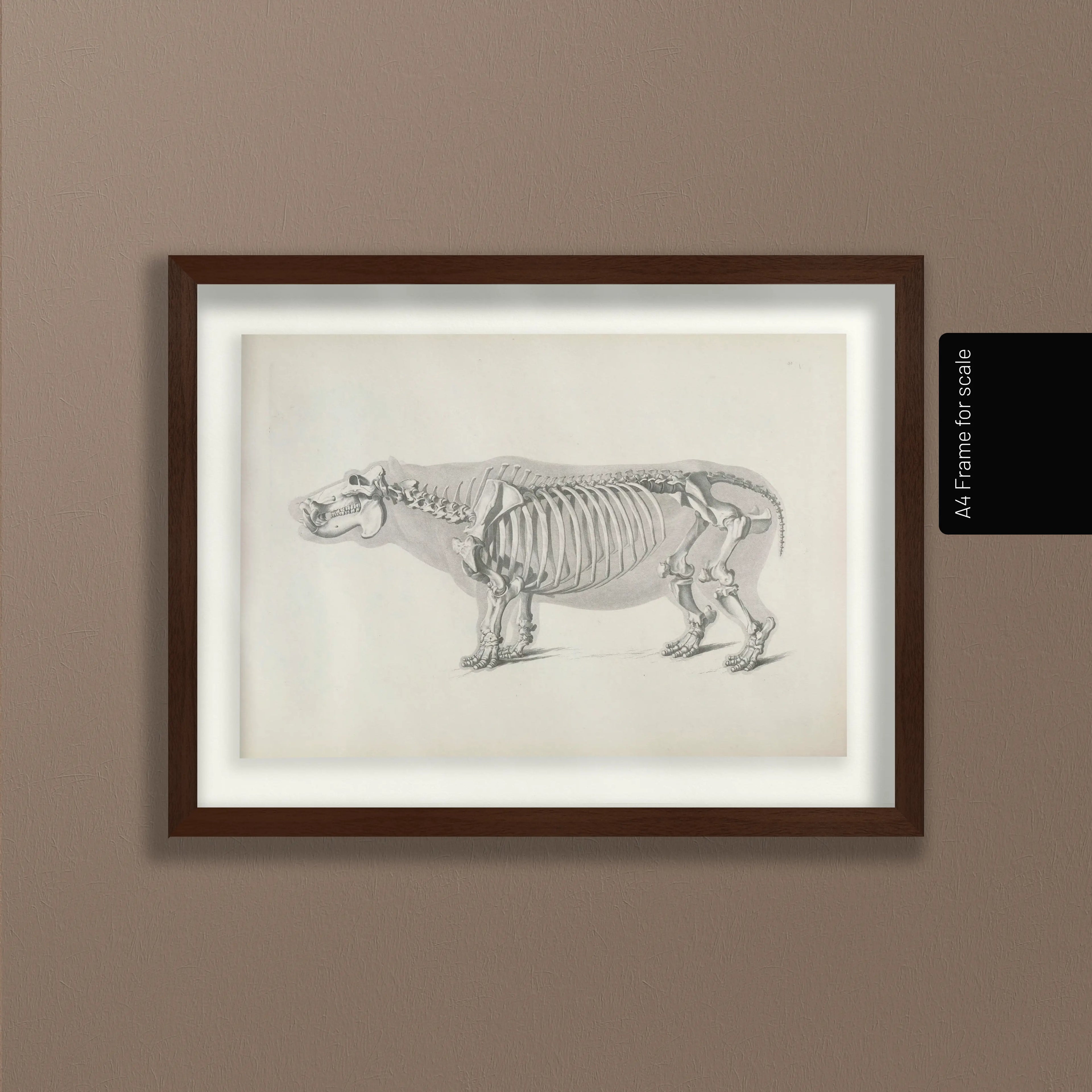 Anatomy: Plate No. 25