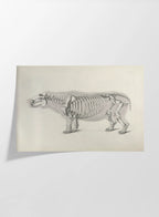 Anatomy: Plate No. 25