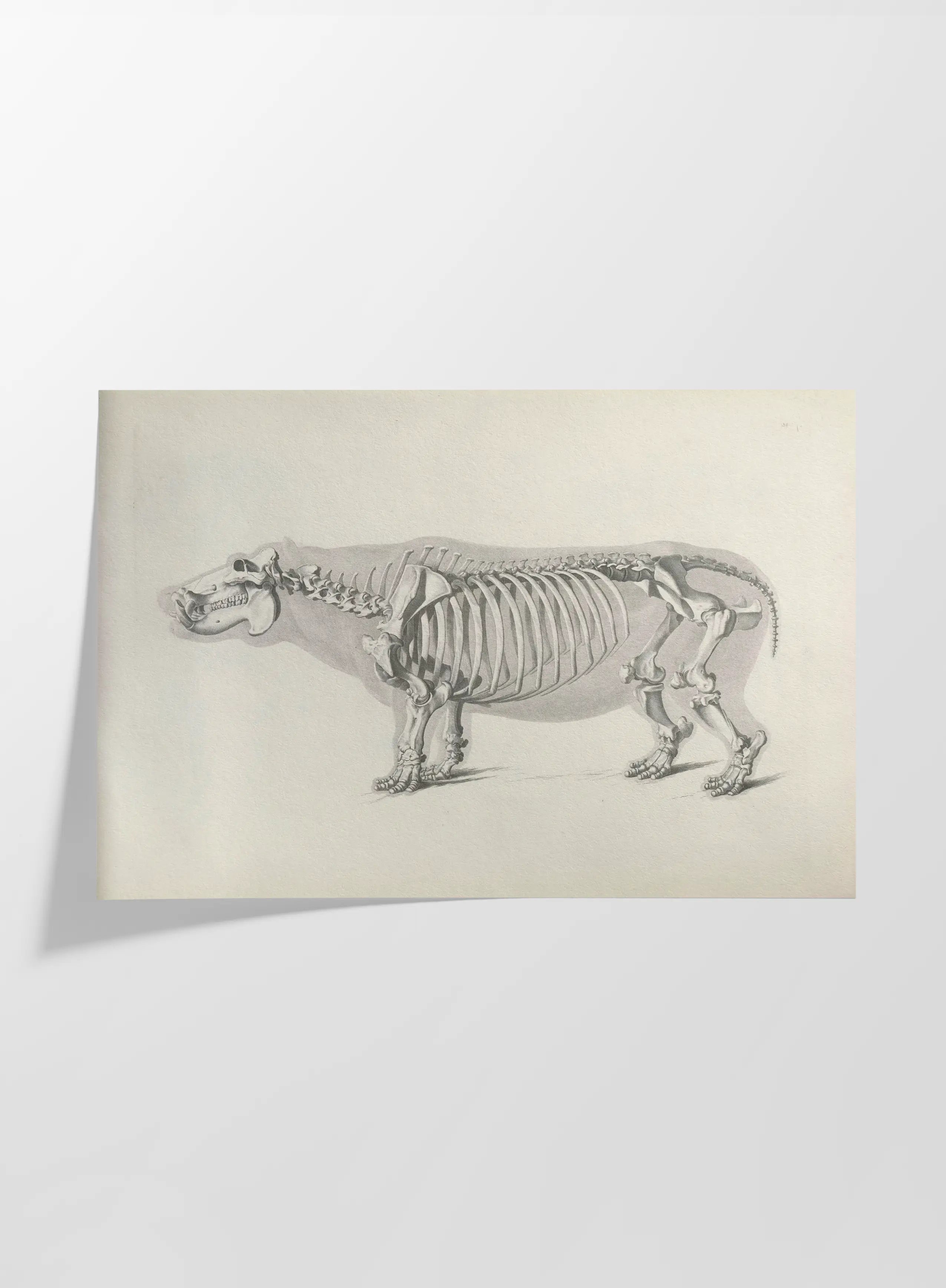 Anatomy: Plate No. 25