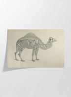 Anatomy: Plate No. 26