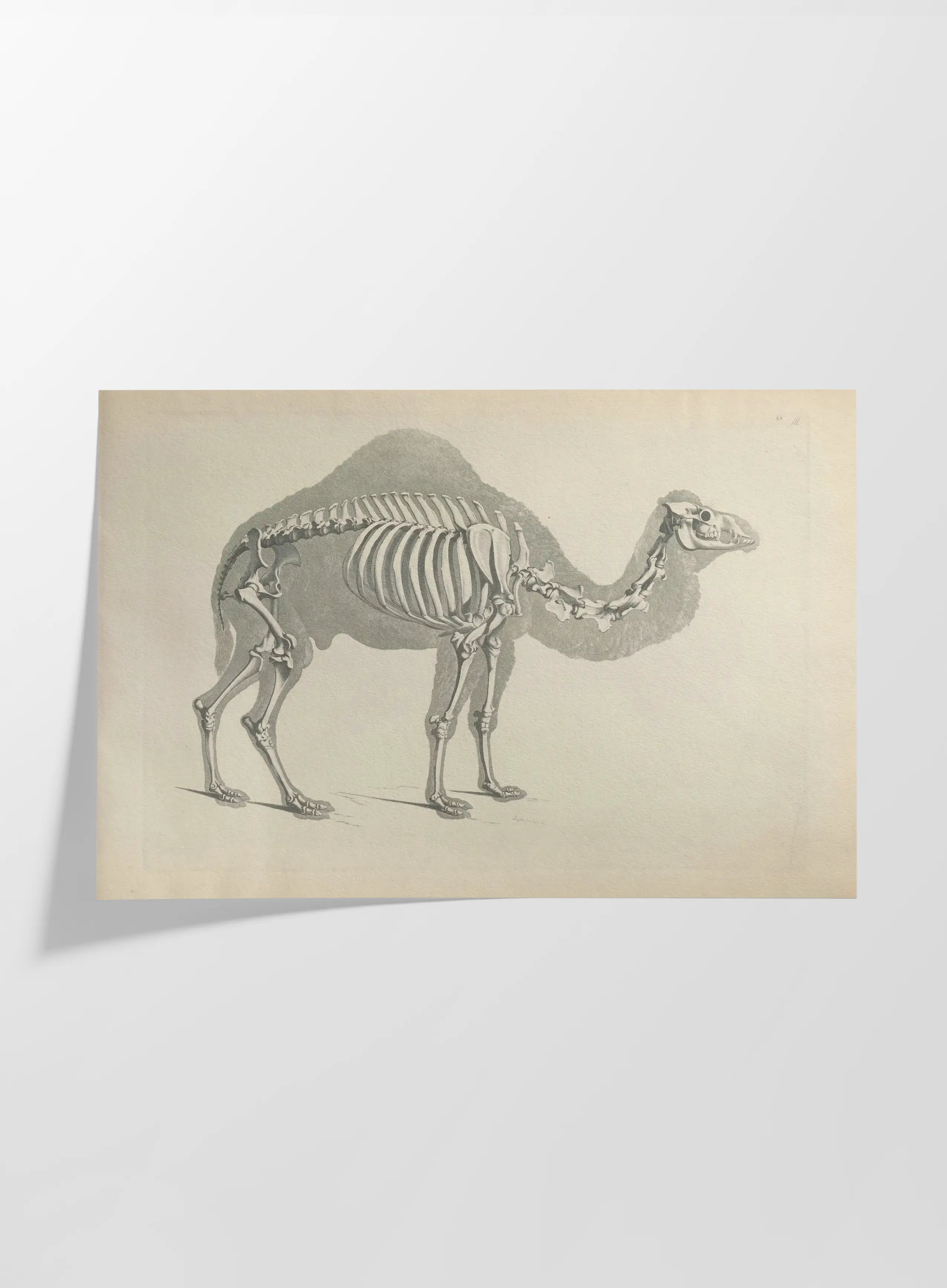 Anatomy: Plate No. 26
