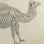 Anatomy: Plate No. 26