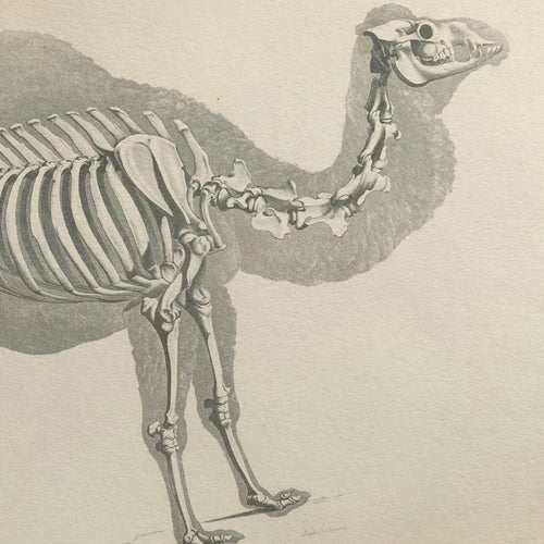 Anatomy: Plate No. 26