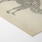 Anatomy: Plate No. 26