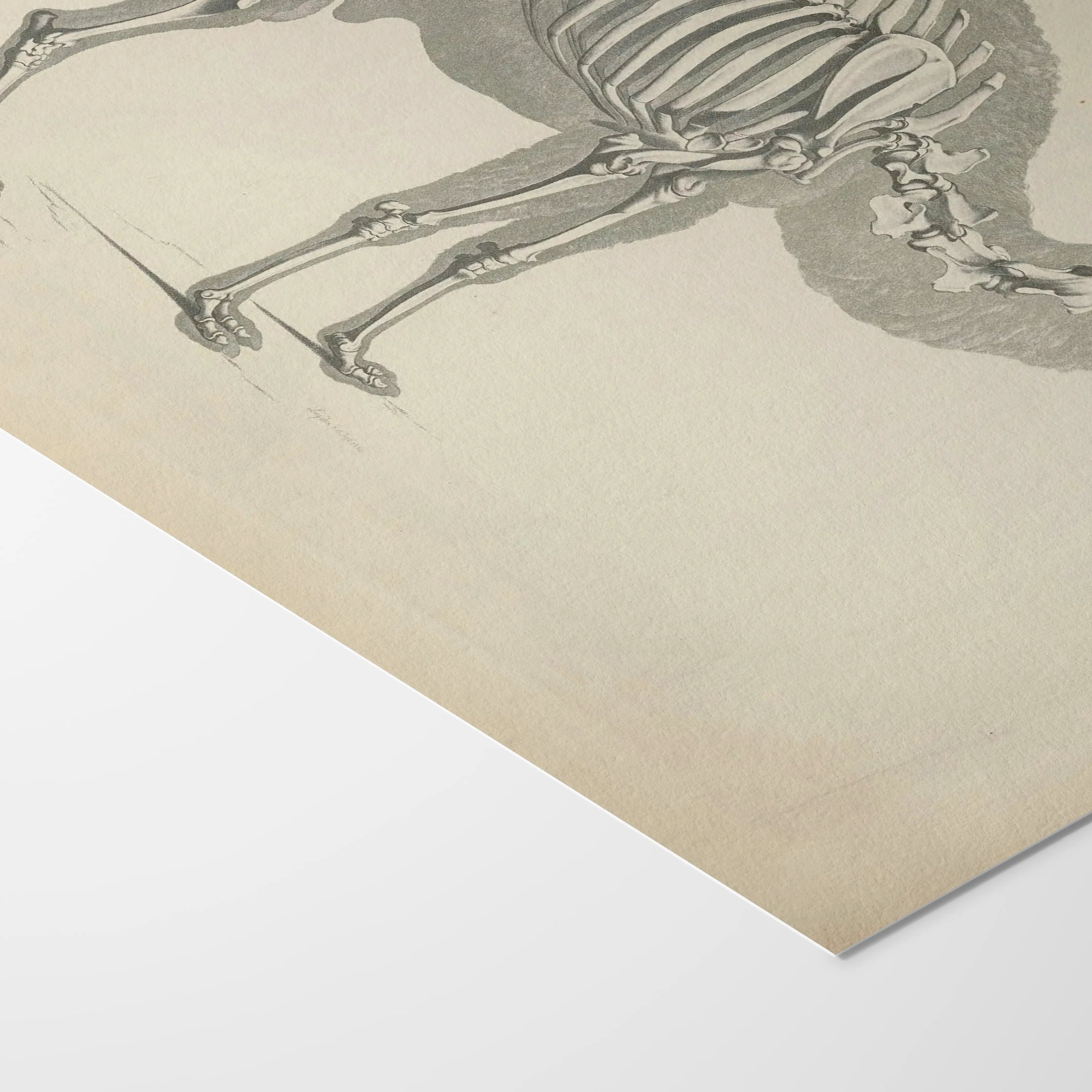Anatomy: Plate No. 26