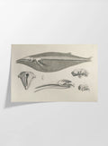 Anatomy: Plate No. 27