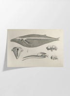 Anatomy: Plate No. 27
