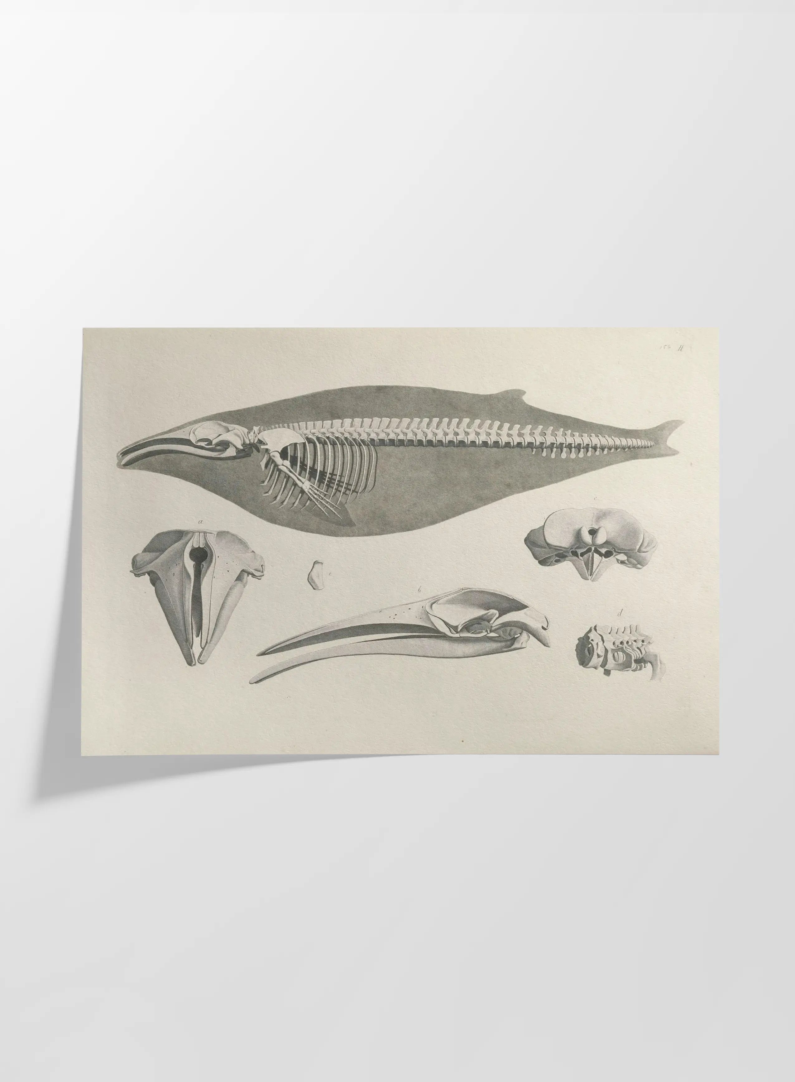 Anatomy: Plate No. 27