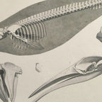 Anatomy: Plate No. 27