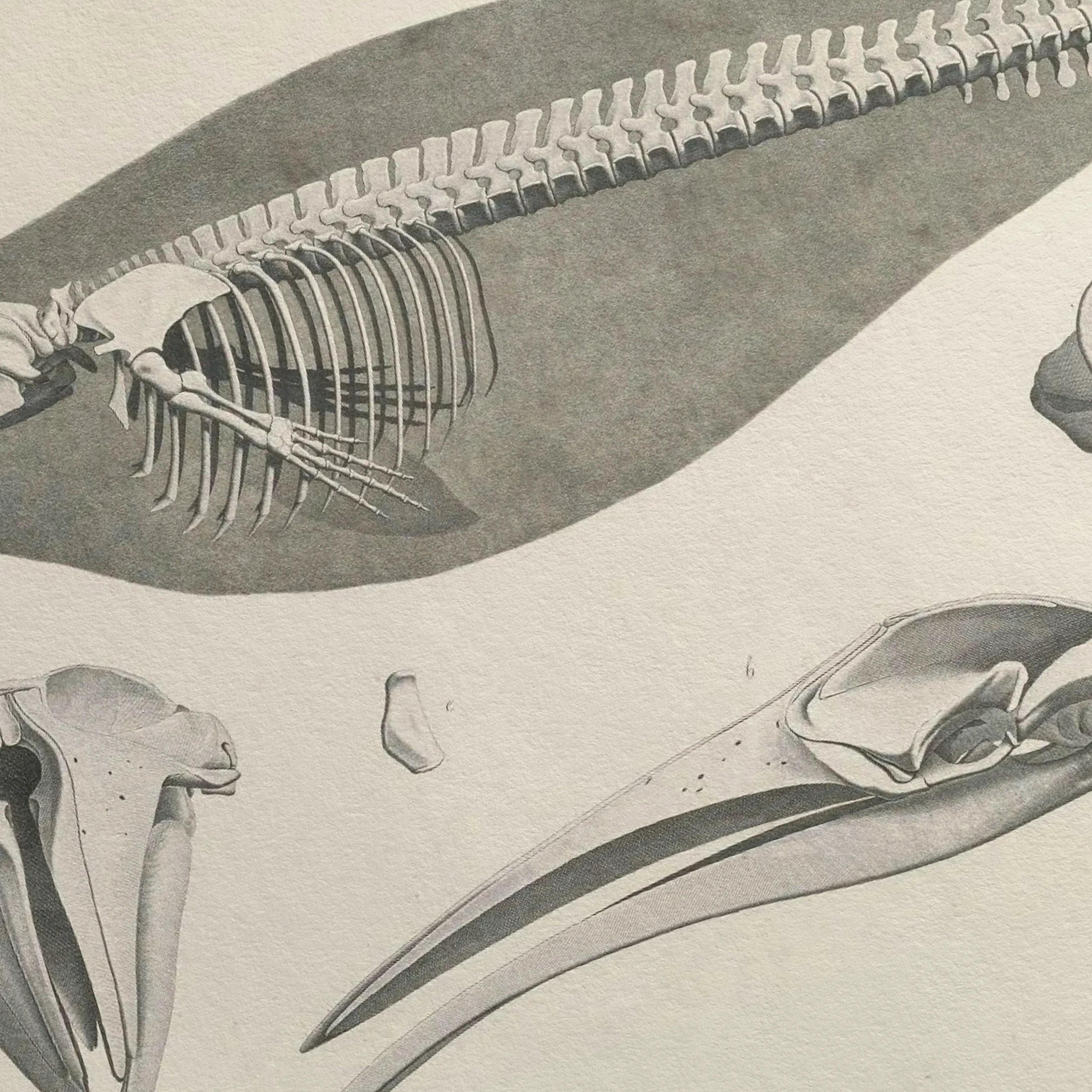 Anatomy: Plate No. 27