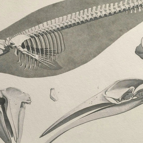 Anatomy: Plate No. 27