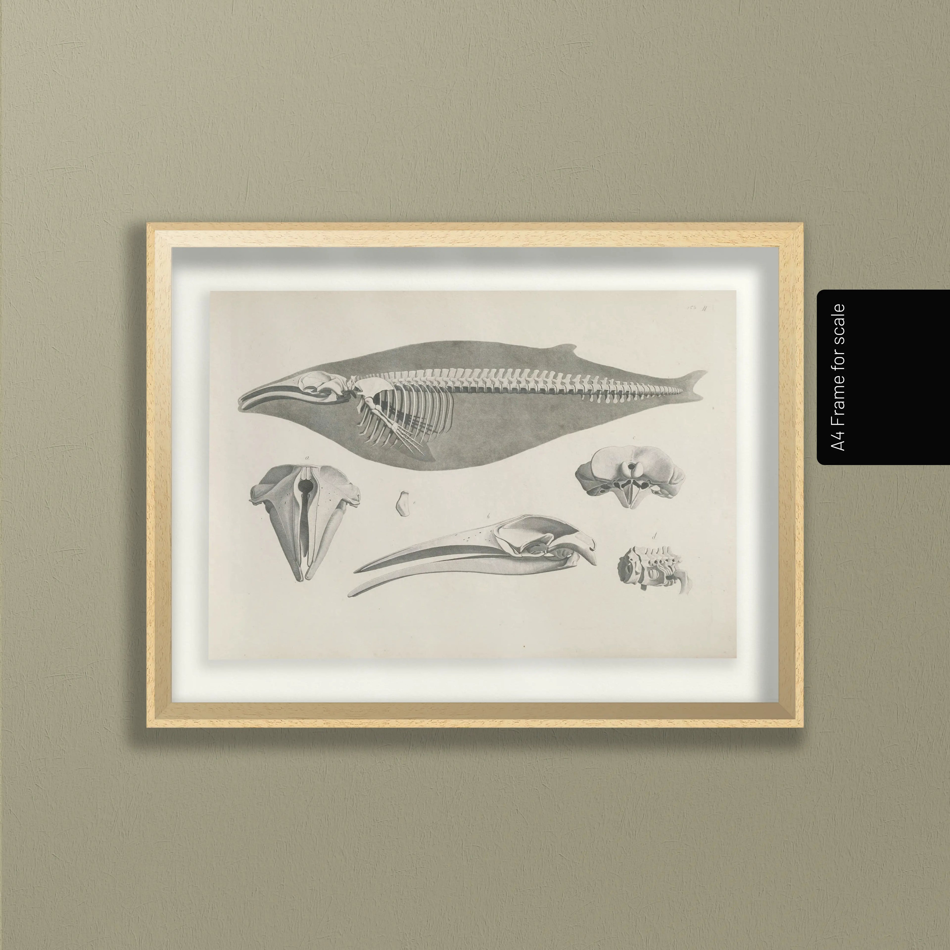 Anatomy: Plate No. 27