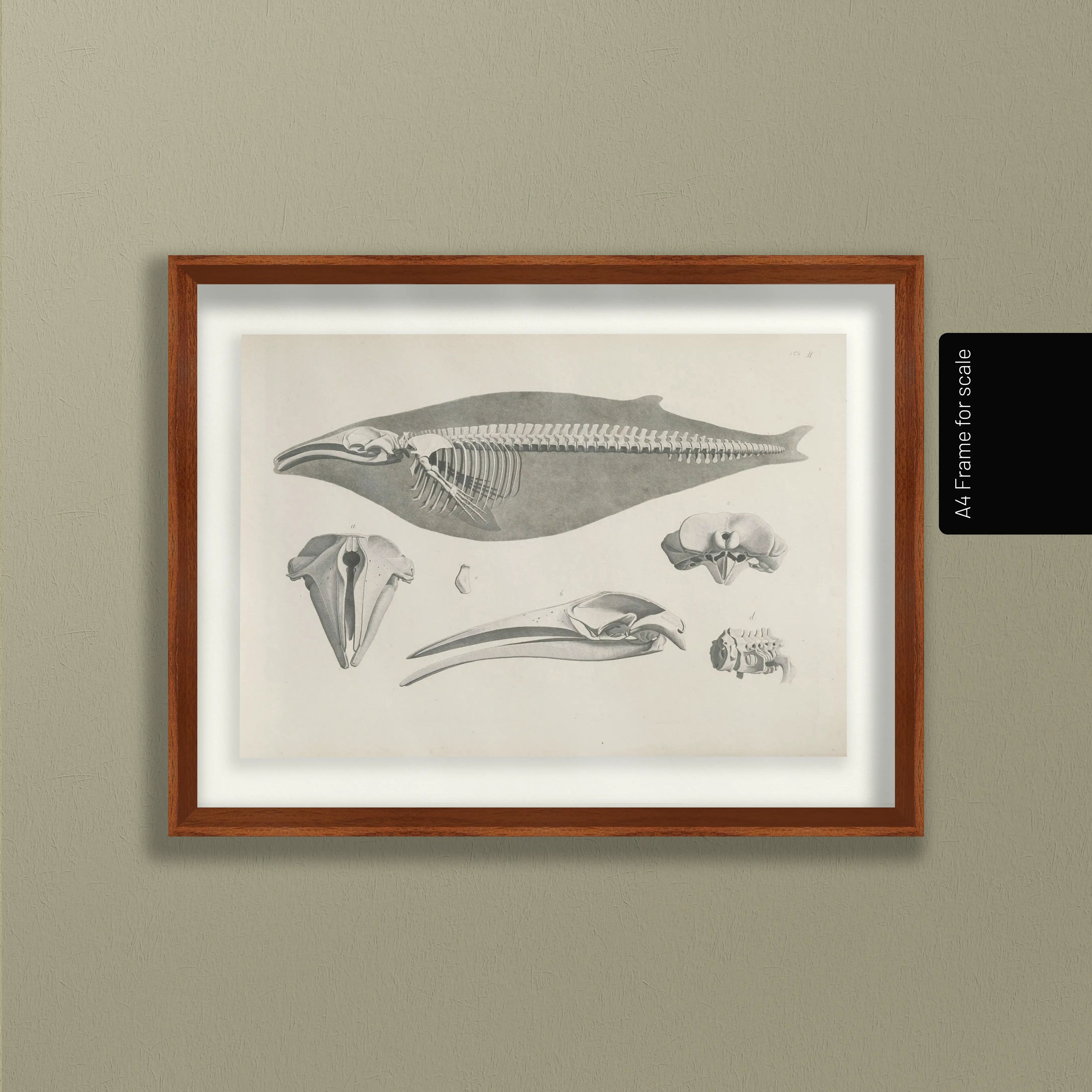 Anatomy: Plate No. 27