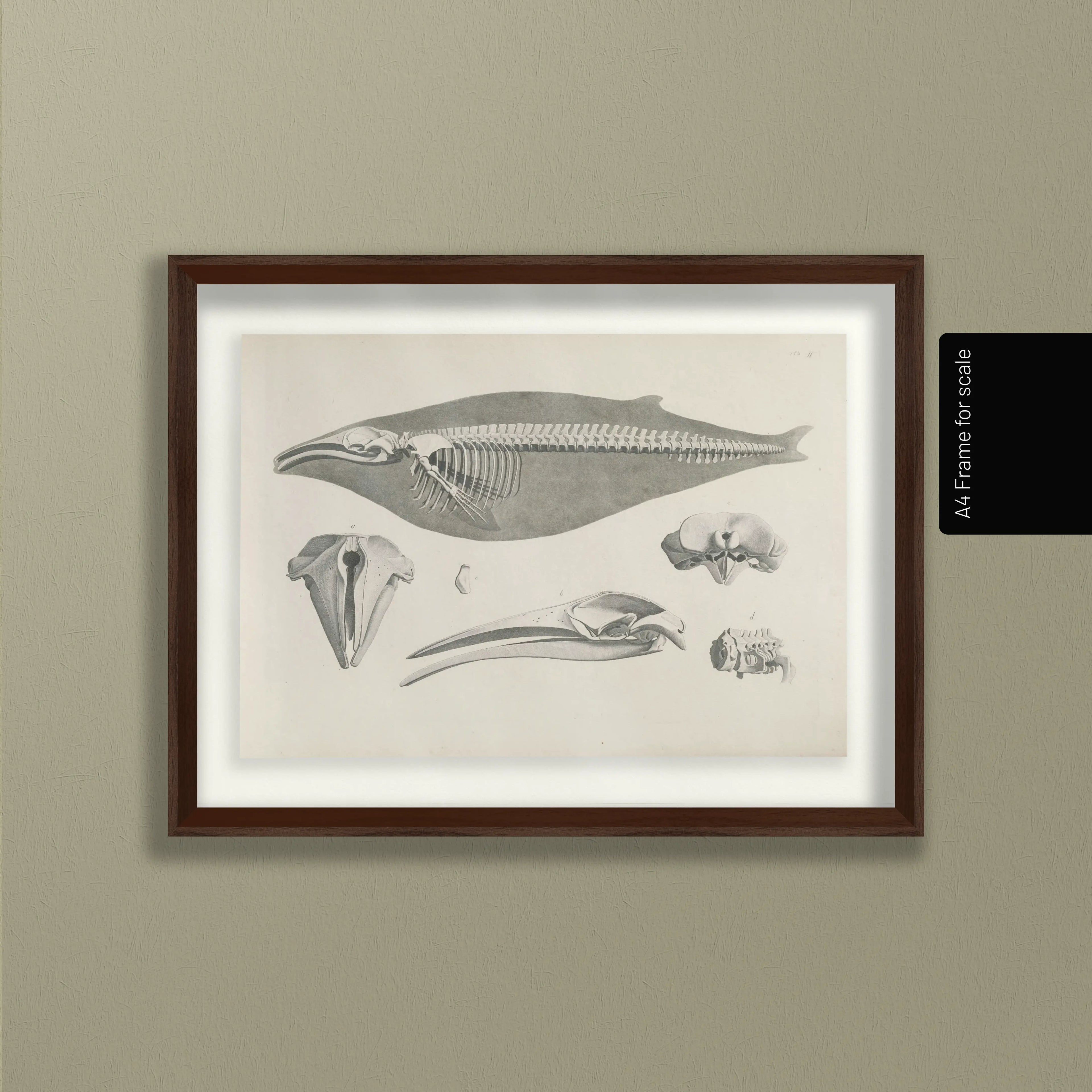 Anatomy: Plate No. 27