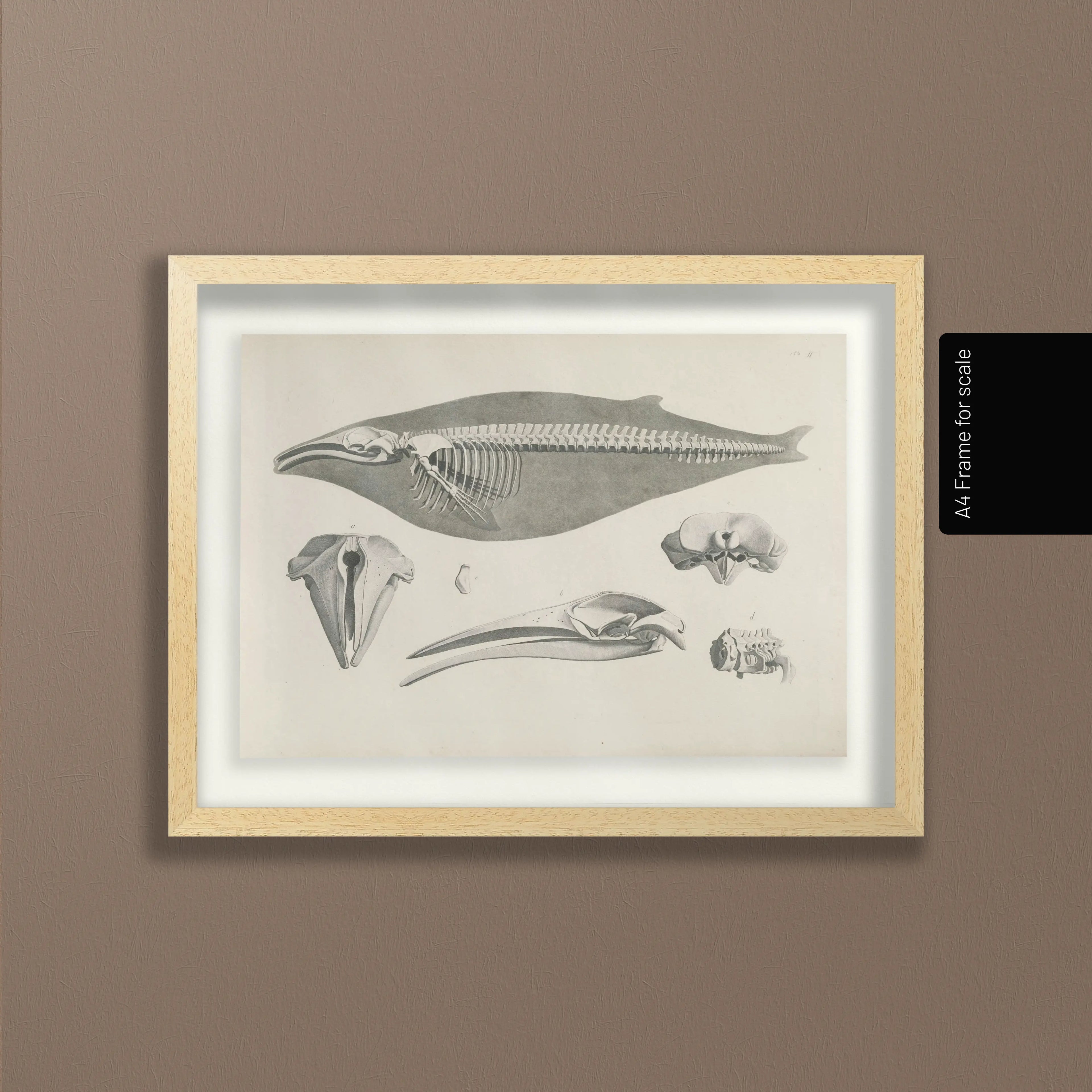 Anatomy: Plate No. 27
