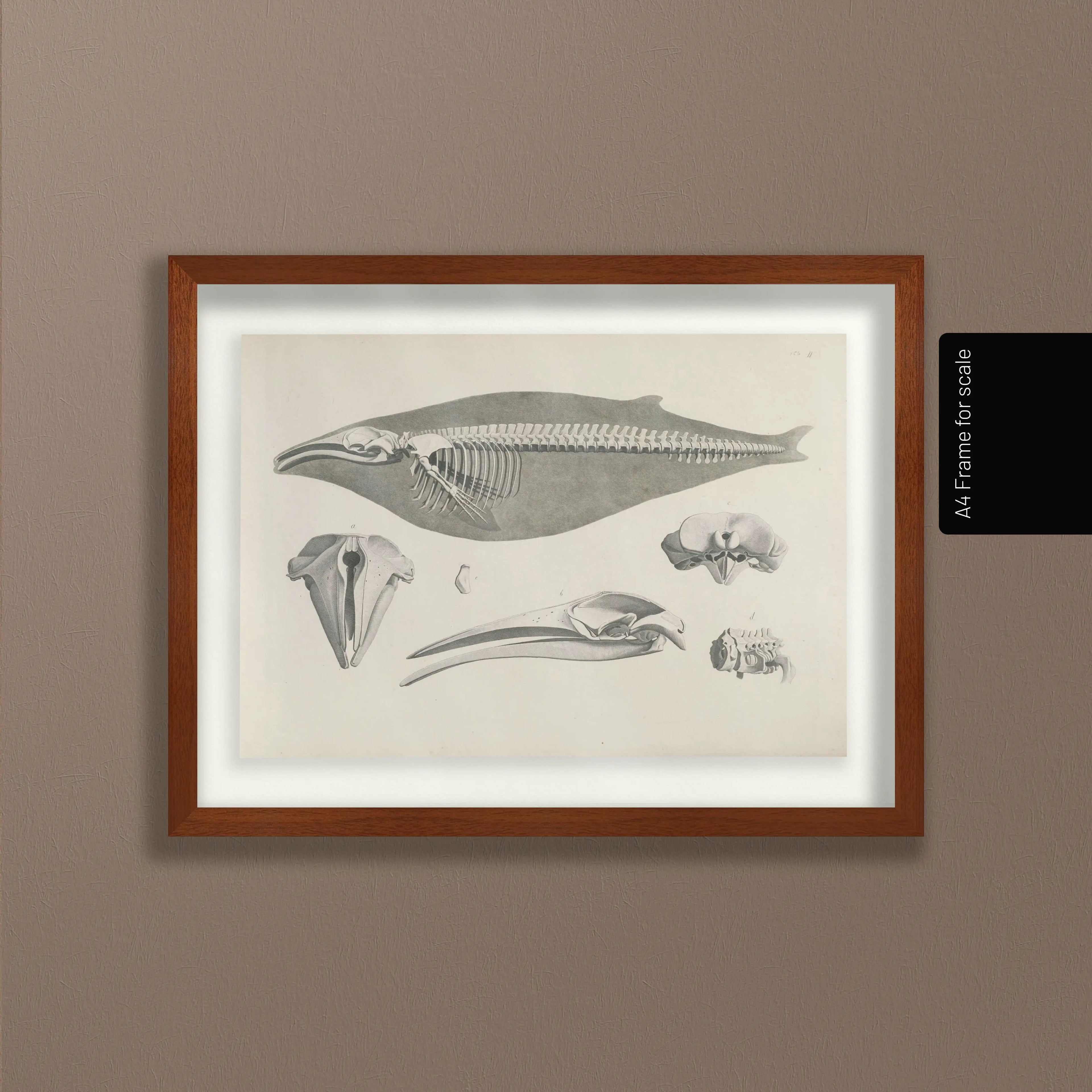Anatomy: Plate No. 27