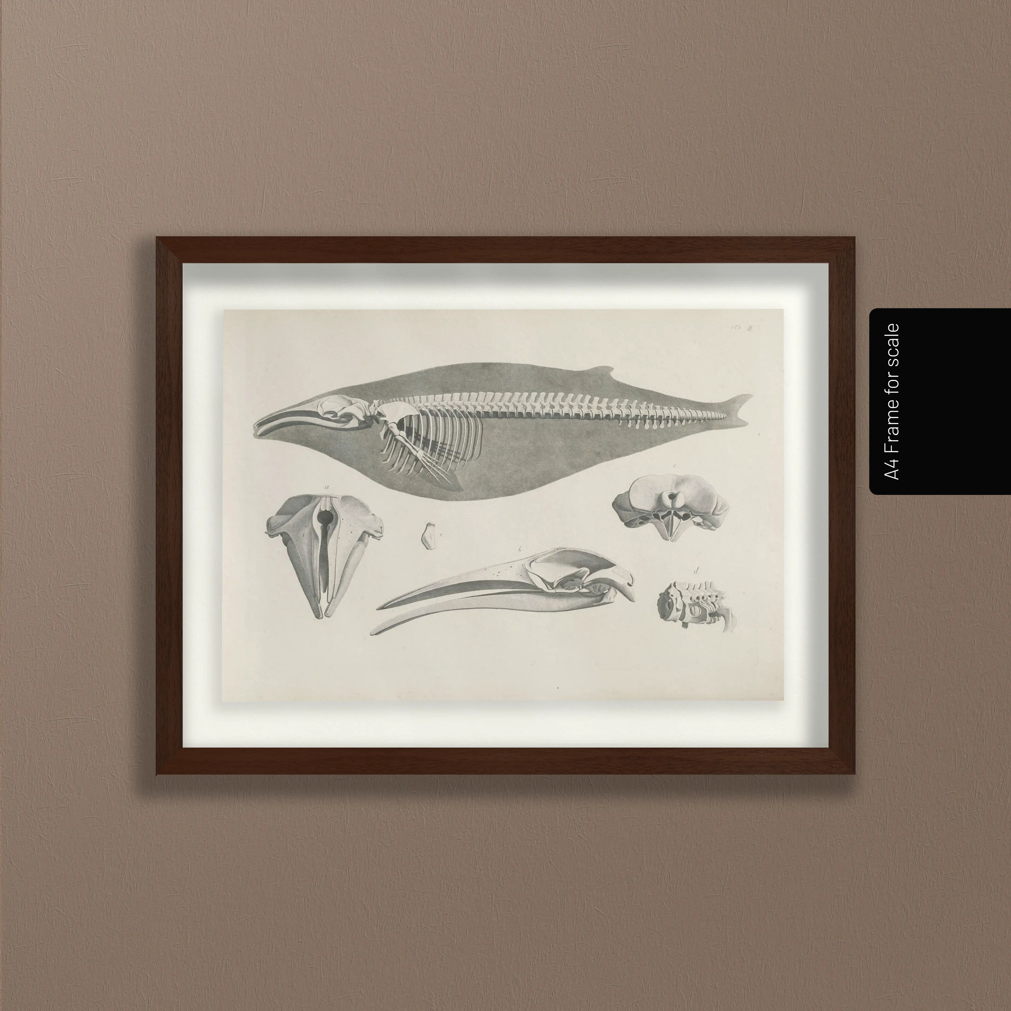 Anatomy: Plate No. 27