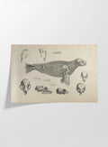 Anatomy: Plate No. 28