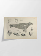 Anatomy: Plate No. 28