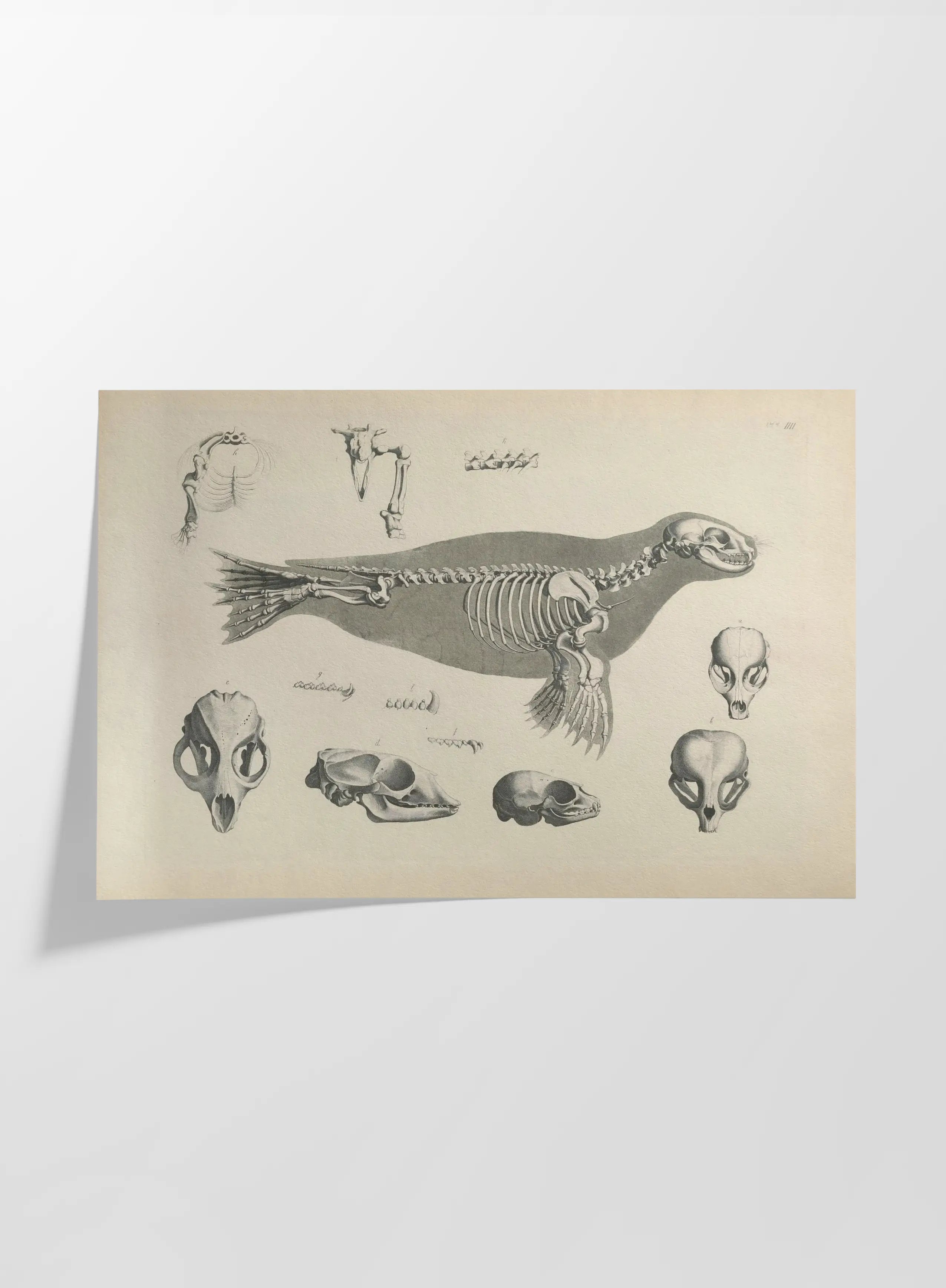 Anatomy: Plate No. 28