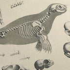 Anatomy: Plate No. 28