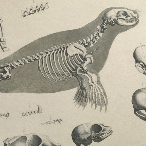 Anatomy: Plate No. 28