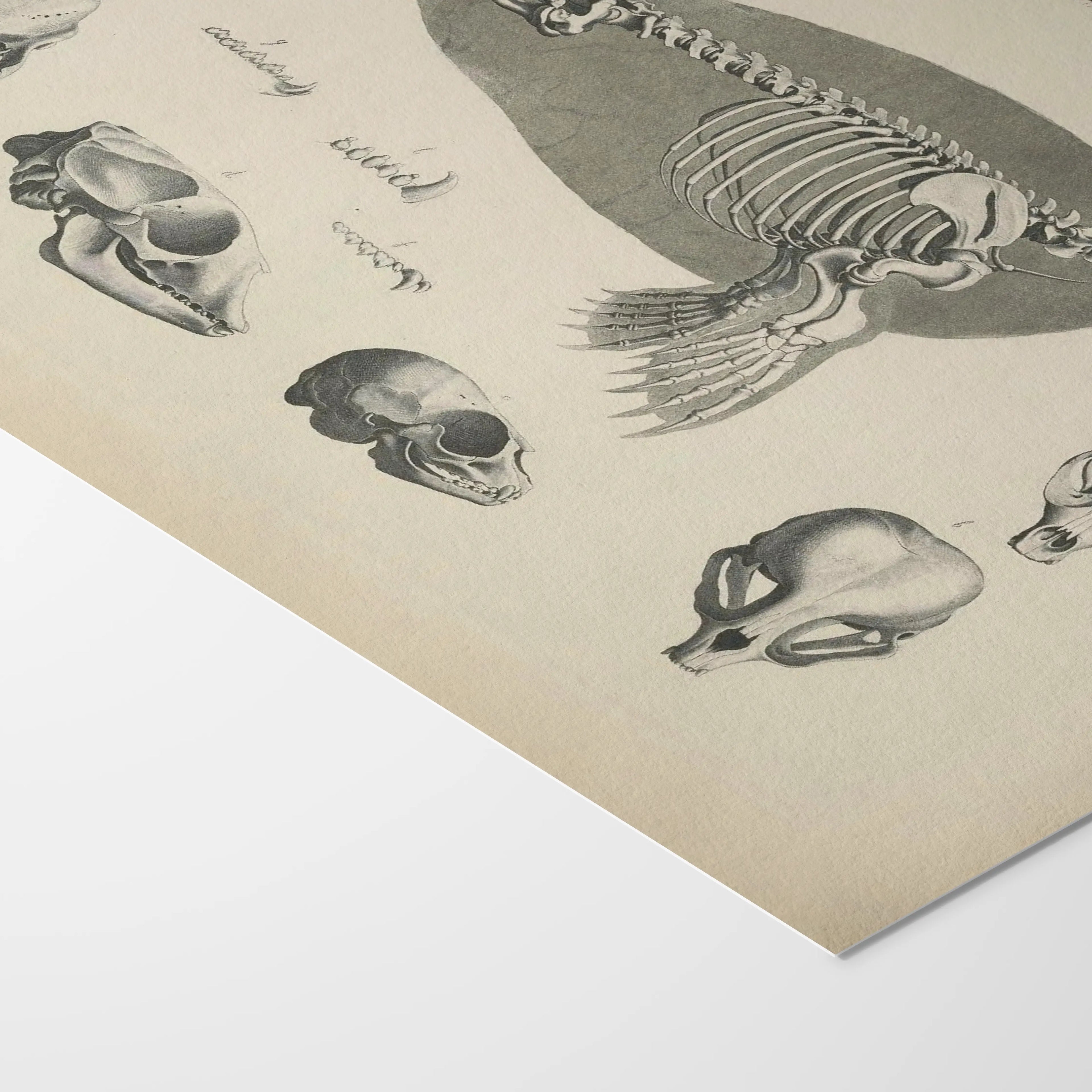 Anatomy: Plate No. 28
