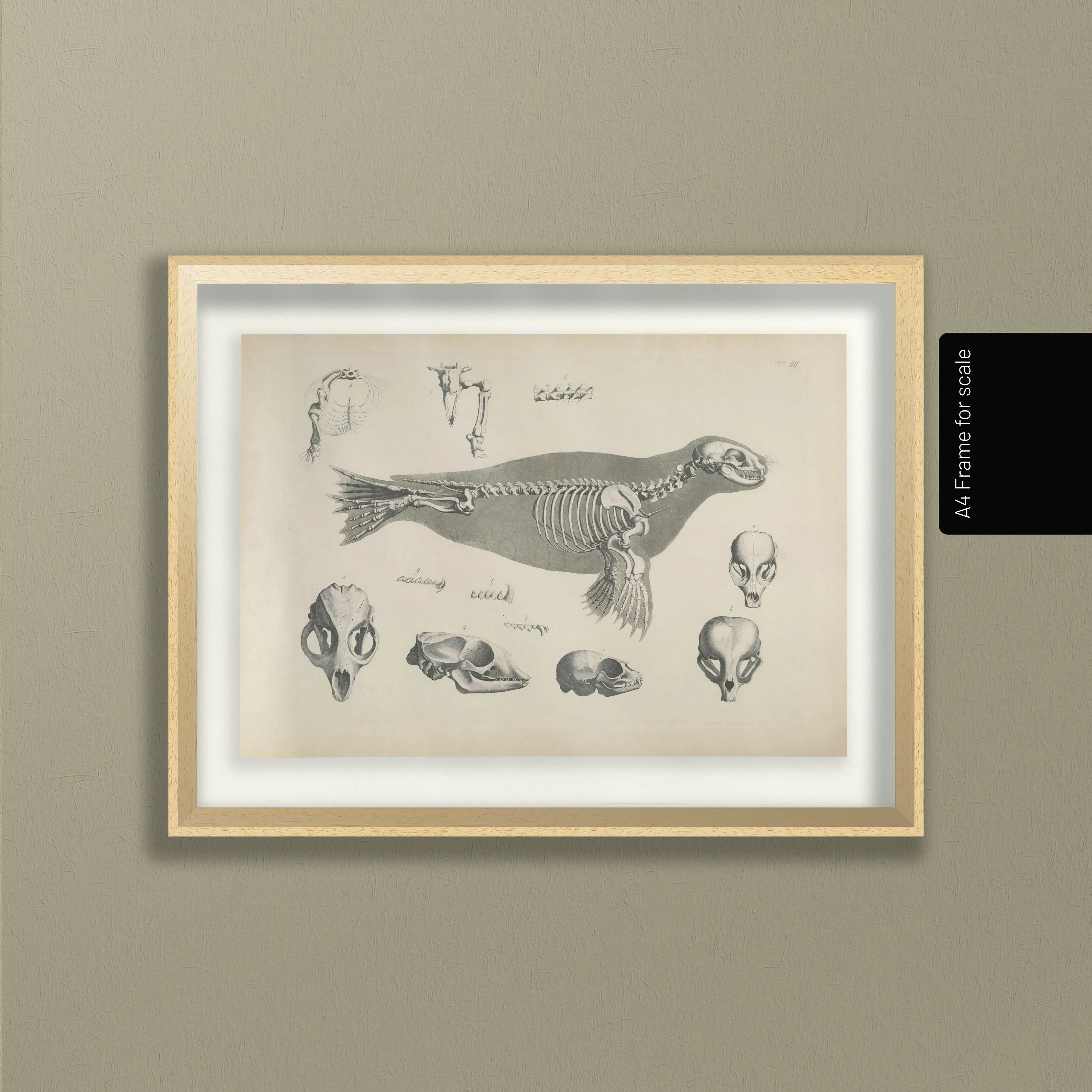 Anatomy: Plate No. 28