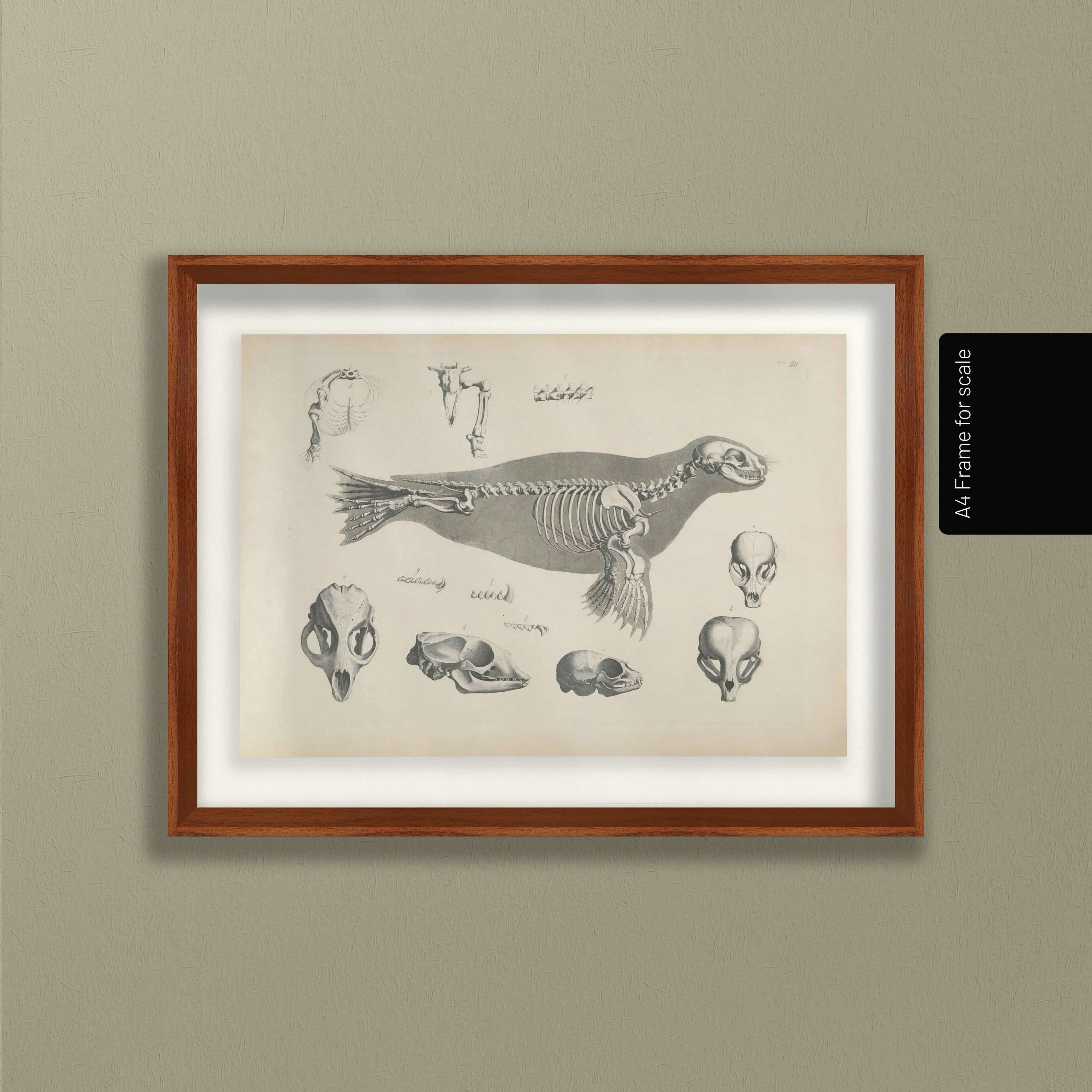 Anatomy: Plate No. 28