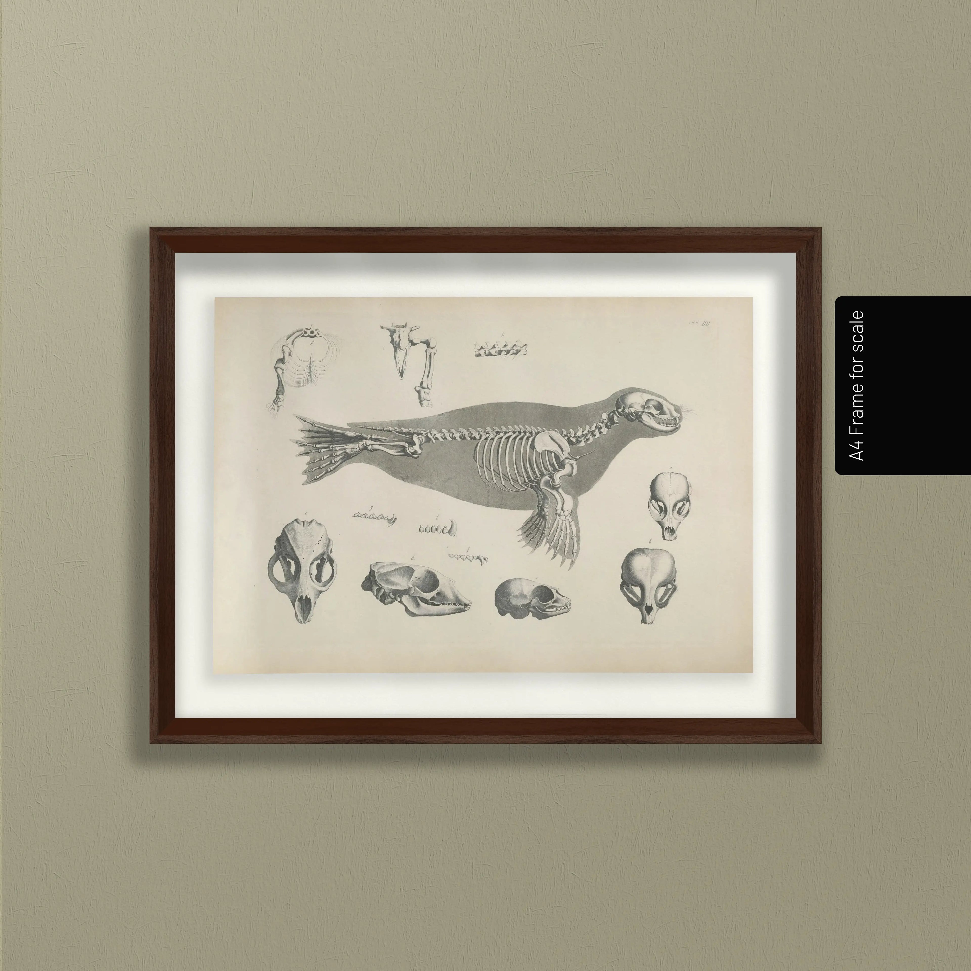 Anatomy: Plate No. 28