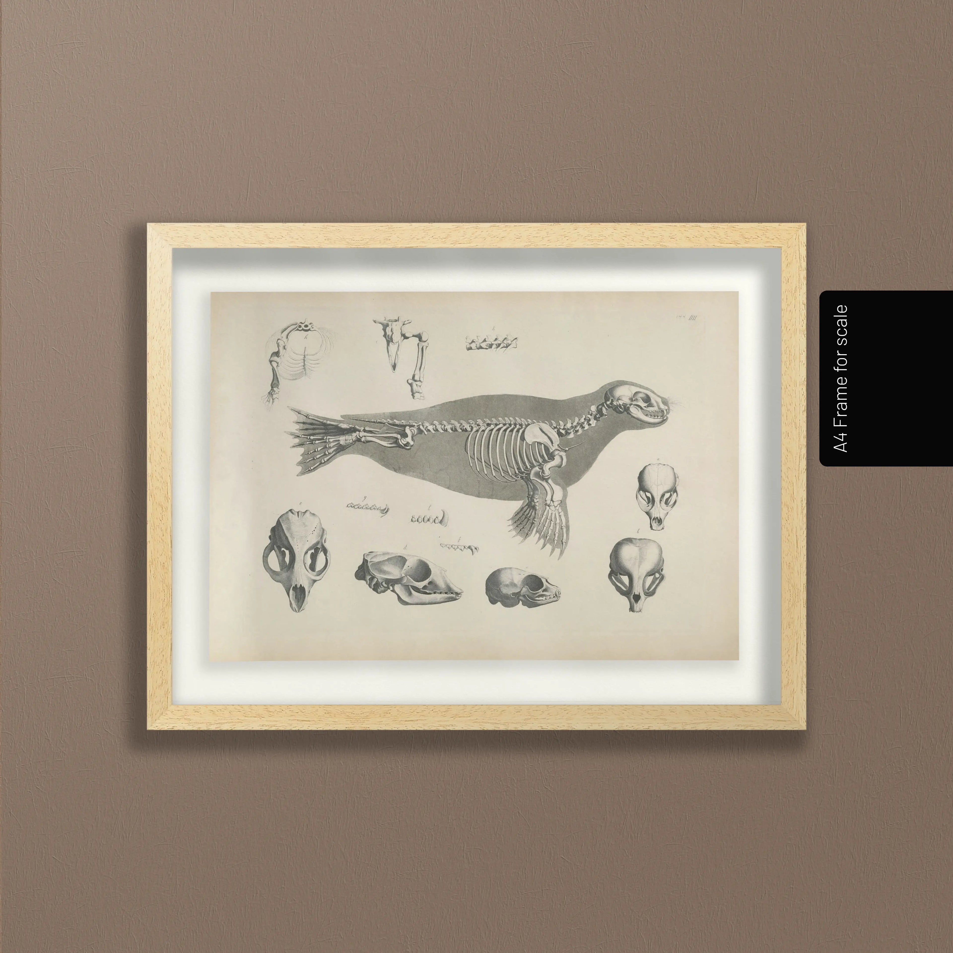 Anatomy: Plate No. 28
