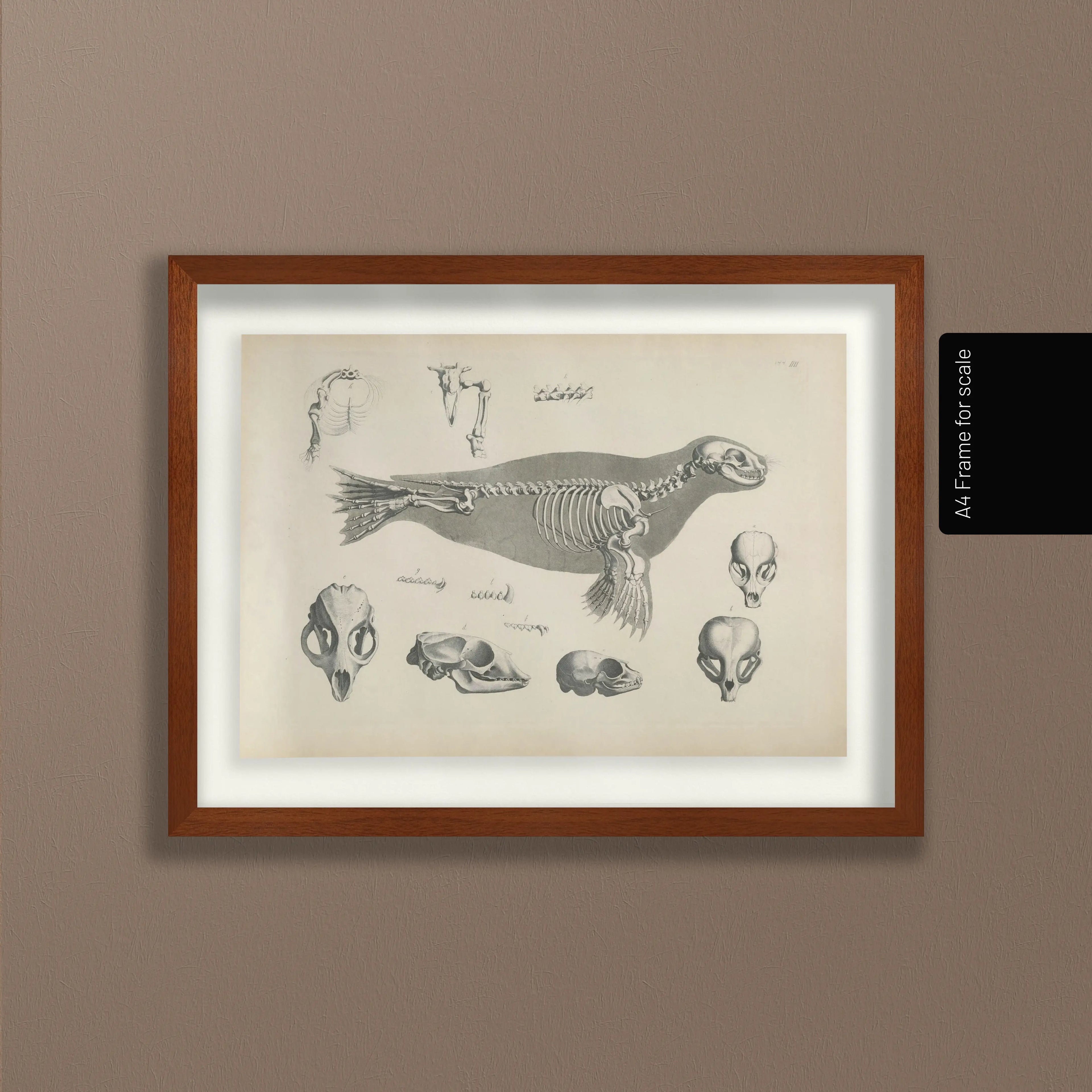 Anatomy: Plate No. 28