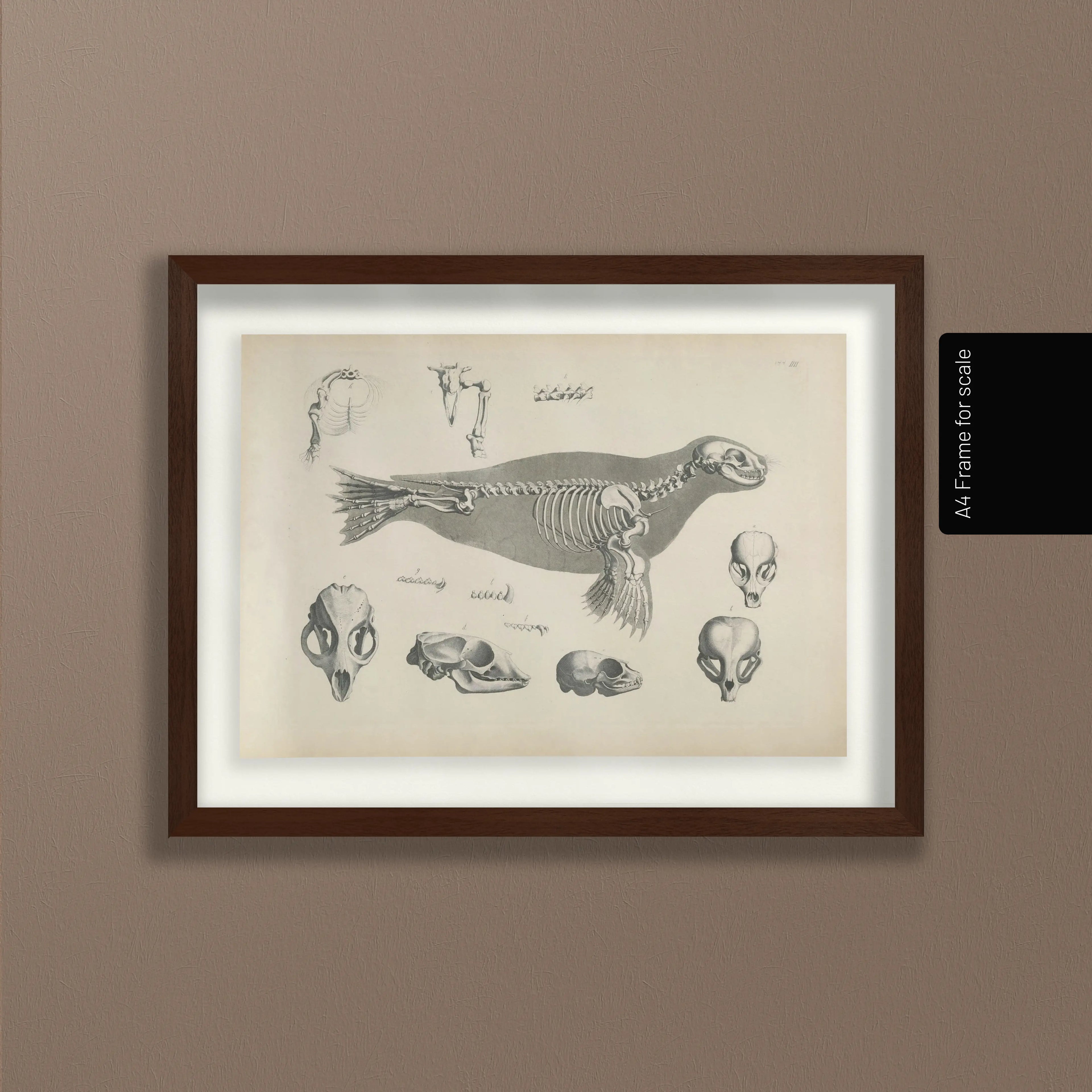 Anatomy: Plate No. 28
