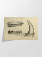 Anatomy: Plate No. 29
