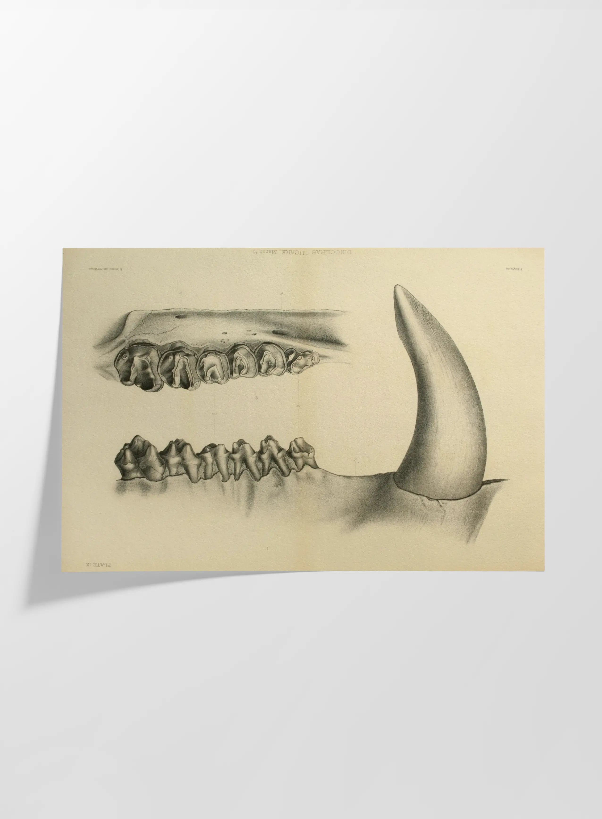 Anatomy: Plate No. 29