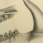 Anatomy: Plate No. 29