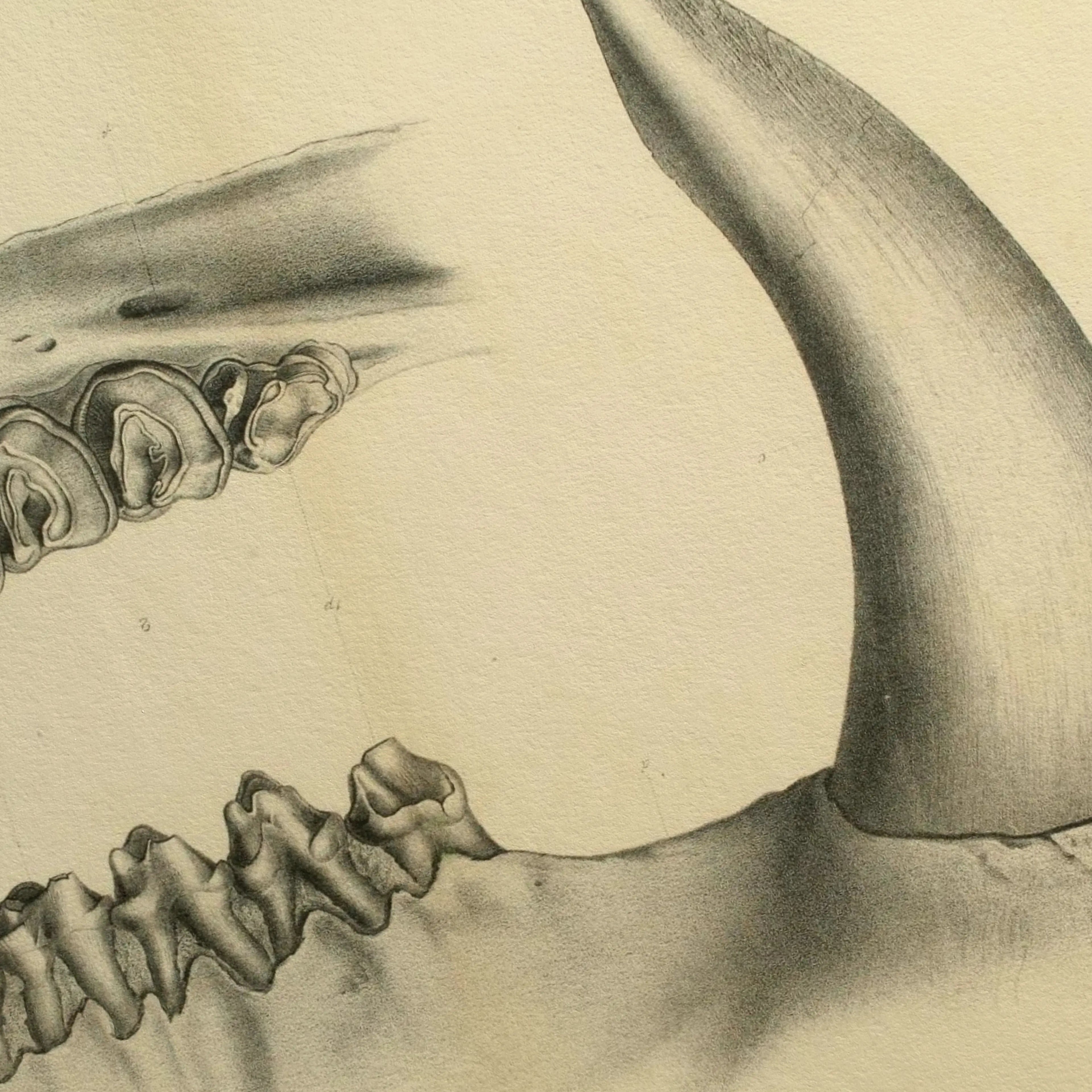 Anatomy: Plate No. 29