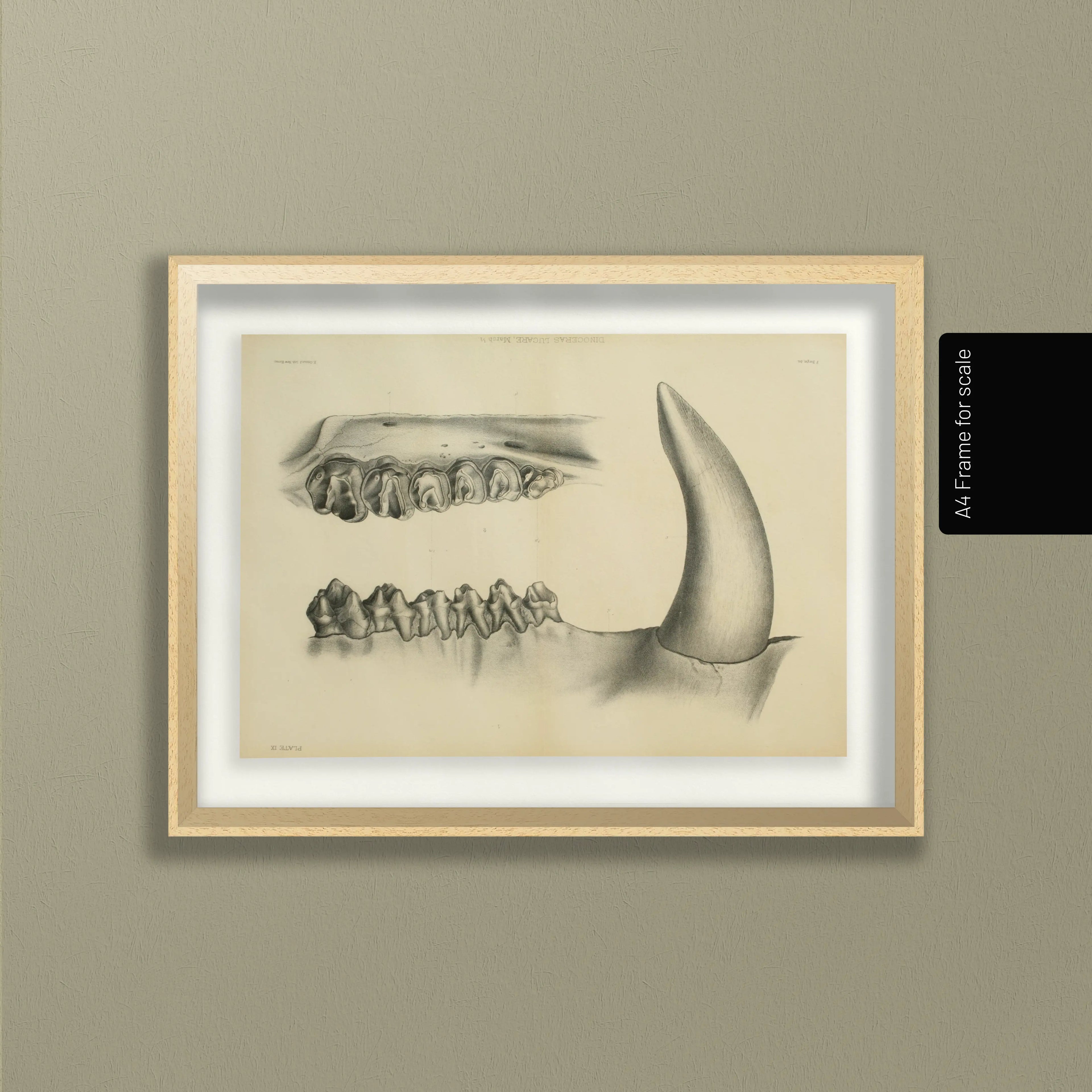 Anatomy: Plate No. 29